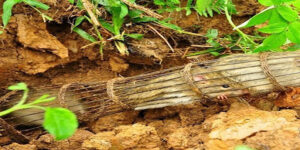 Mơ thấy chuột đánh con gì dễ ăn nhất hôm nay? 29 Mơ thấy chuột đánh con gì dễ ăn nhất hôm nay?