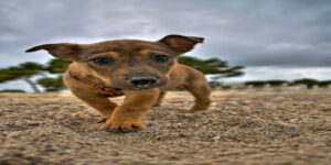 Mơ thấy con chó đánh con gì? Giải mã giấc mơ thấy con chó 37 Mơ thấy con chó đánh con gì? Giải mã giấc mơ thấy con chó