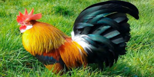 Mơ thấy gà, giấc mơ thấy con gà thì đánh lô đề số gì? 25 Mơ thấy gà, giấc mơ thấy con gà thì đánh lô đề số gì?